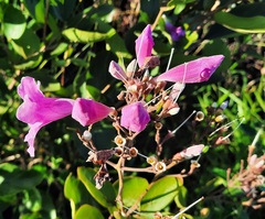 Fridericia