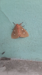 Tinolius eburneigutta