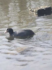 Fulica atra