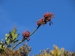 Macleania rupestris