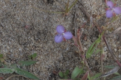 Murdannia striatipetala