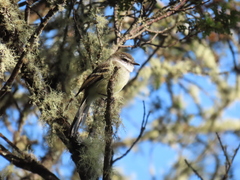 Mecocerculus leucophrys