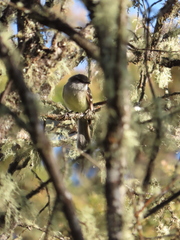 Mecocerculus leucophrys