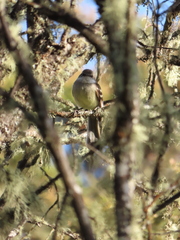 Mecocerculus leucophrys