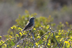 Cercotrichas coryphoeus