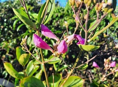 Fridericia