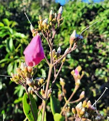 Fridericia