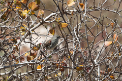 Prinia maculosa