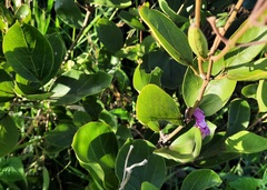 Fridericia