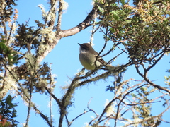 Mecocerculus leucophrys