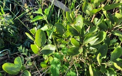 Fridericia