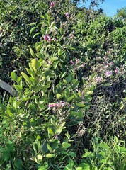 Fridericia