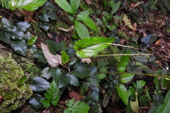 Ainsliaea fragrans
