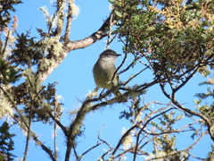 Mecocerculus leucophrys