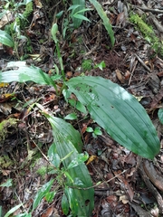 Calanthe francoisii image