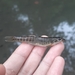 Barred Loach - Photo (c) Erza Aulia Rachman, some rights reserved (CC BY-NC), uploaded by Erza Aulia Rachman