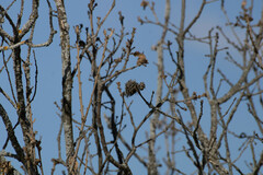 Andricus caputmedusae