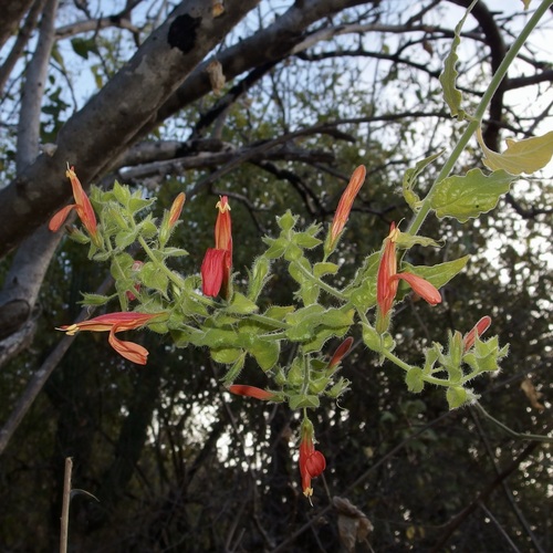 Image of Justicia purpusii by (c) Sue Carnahan, some rights reserved (CC BY)