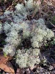 Cladonia evansii