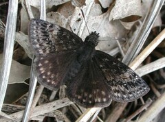Erynnis lucilius