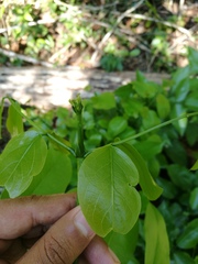 Platymiscium dimorphandrum