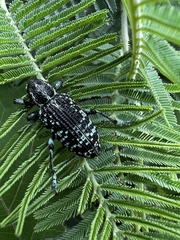 Chrysolopus