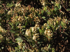 Miconia ligustrina