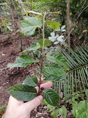 Bridelia micrantha