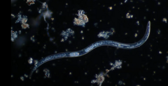 Nematoda
