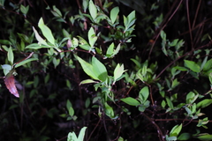 Spiraea prunifolia pseudoprunifolia