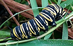 Danaus plexippus nigrippus