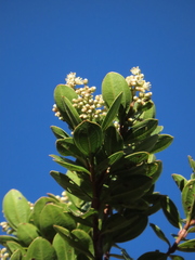 Miconia ligustrina