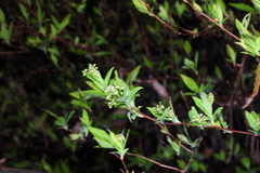 Spiraea prunifolia pseudoprunifolia