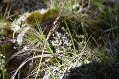 Carex richardsonii