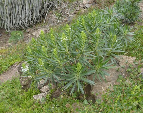 Image of Echium decaisnei by (c) Malcolm Gould, some rights reserved (CC BY)