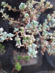 Oscularia deltoides