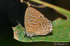 Poritia sumatrae