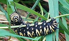 Danaus plexippus nigrippus