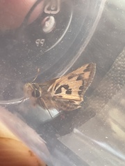 Hylephila fasciolata