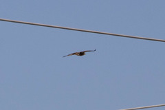 Buteo