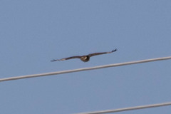 Buteo