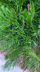 Zamia integrifolia