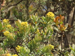 Monticalia corymbosa