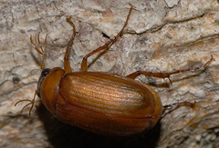 Serica brunnea