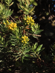 Monticalia corymbosa