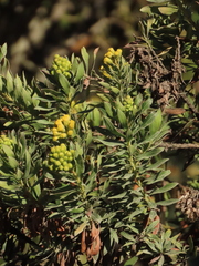 Monticalia corymbosa