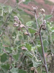 Malacothamnus foliosus