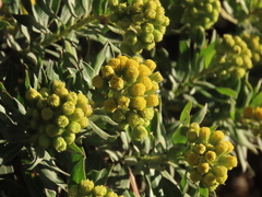 Monticalia corymbosa