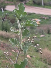 Malacothamnus foliosus