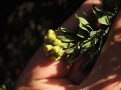 Monticalia corymbosa